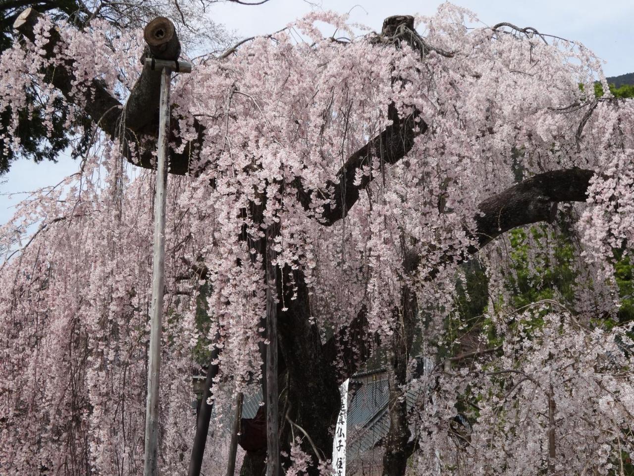 田中屋旅館 身延町 エクステリア 写真